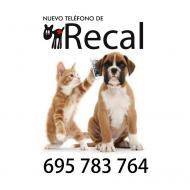 RECAL: Refugio Canino Almendralejo